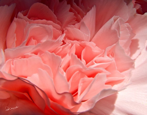Intimate Carnation by Shadow and Form